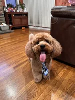 Yoshi, CKC Registered , a female Poodle - Miniature  for sale in Los Angeles, CA – 4 of 4