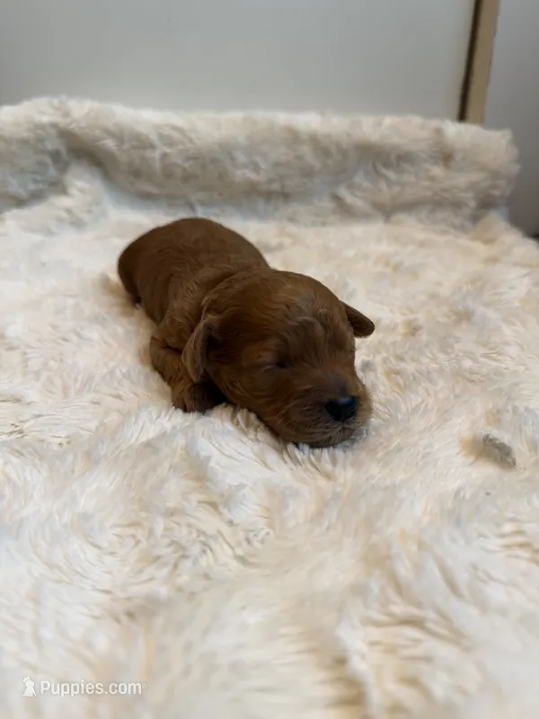 Snowflake, CKC Registered  – Poodle - Miniature  puppy for sale in Los Angeles, CA