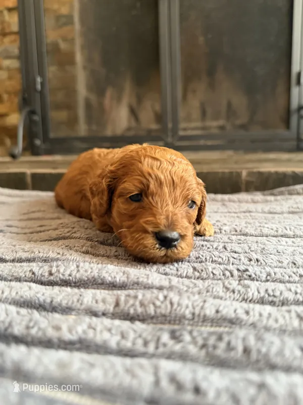 Daisy, CKC Registered  – Poodle - Miniature  puppy for sale in Los Angeles, CA