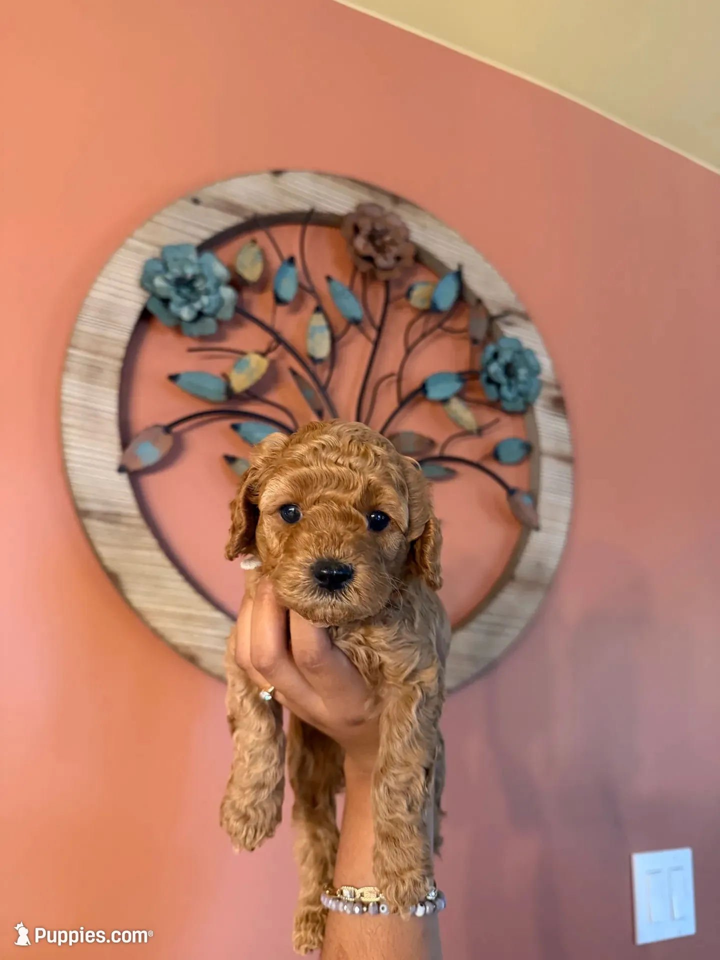 Snowflake, CKC Registered , a male Poodle - Miniature  for sale in Los Angeles, CA – 1 of 5