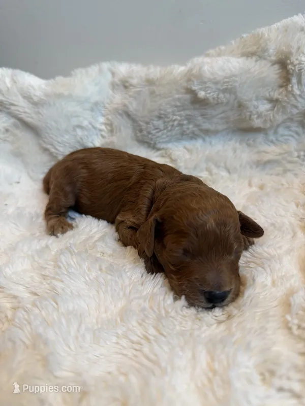 Robin, CKC Registered  – Poodle - Miniature  puppy for sale in Los Angeles, CA