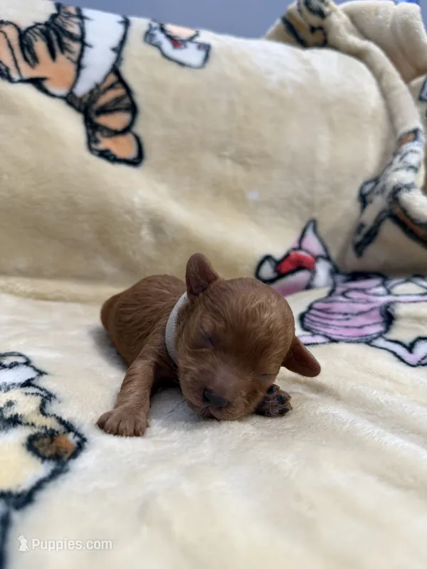 Snowflake, CKC Registered  – Poodle - Miniature  puppy for sale in Los Angeles, CA