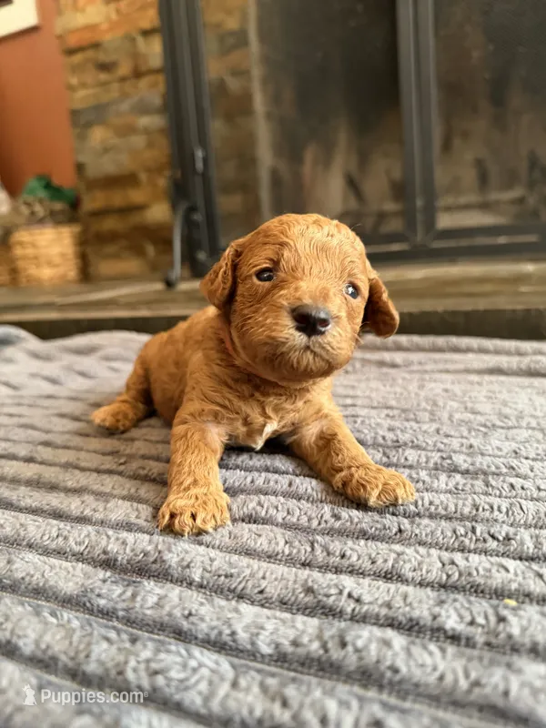Robin, CKC Registered  – Poodle - Miniature  puppy for sale in Los Angeles, CA