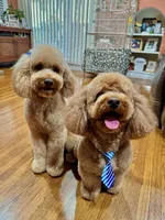 Robin, CKC Registered , a male Poodle - Miniature  for sale in Los Angeles, CA – 3 of 5