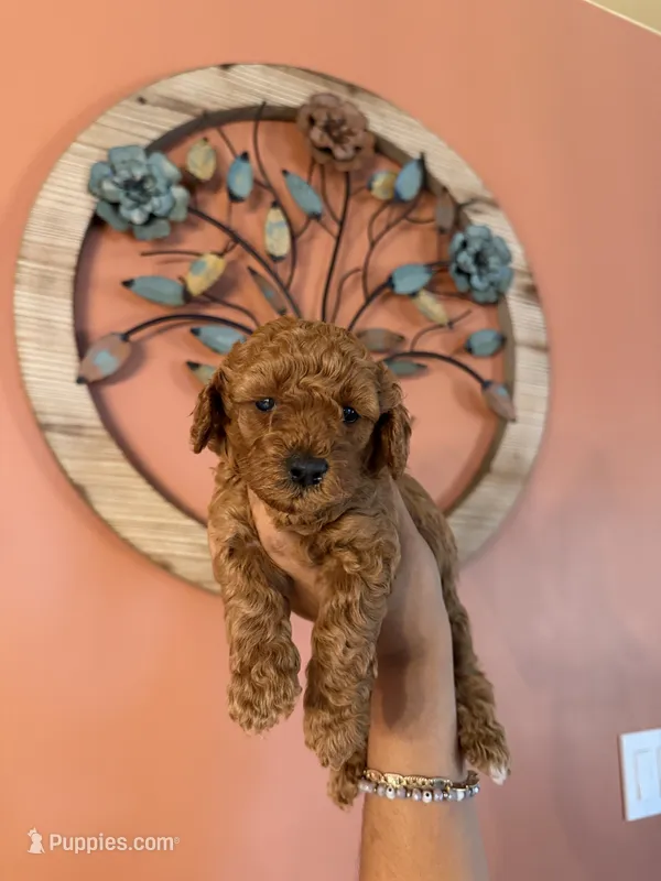 Mookie, CKC Registered  – Poodle - Miniature  puppy for sale in Los Angeles, CA