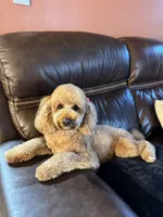 Robin, CKC Registered , a male Poodle - Miniature  for sale in Los Angeles, CA – 5 of 5