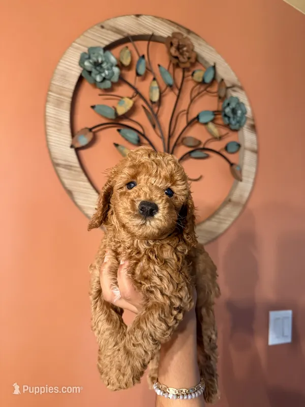 Robin, CKC Registered  – Poodle - Miniature  puppy for sale in Los Angeles, CA