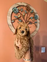 Robin, CKC Registered , a male Poodle - Miniature  for sale in Los Angeles, CA – 1 of 5