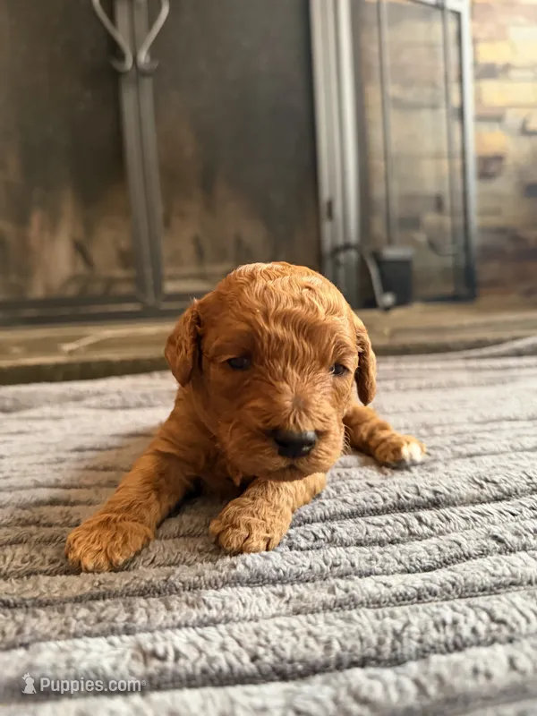 Mookie, CKC Registered  – Poodle - Miniature  puppy for sale in Los Angeles, CA