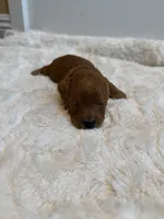 Yoshi, CKC Registered , a female Poodle - Miniature  for sale in Los Angeles, CA – 2 of 5