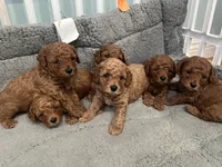 Daisy, CKC Registered , a female Poodle - Miniature  for sale in Los Angeles, CA – 5 of 5