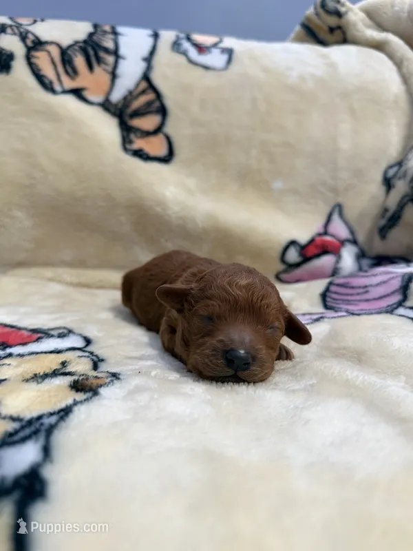 Daisy, CKC Registered  – Poodle - Miniature  puppy for sale in Los Angeles, CA