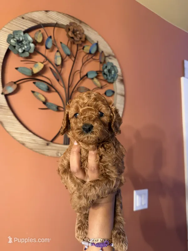Daisy, CKC Registered  – Poodle - Miniature  puppy for sale in Los Angeles, CA