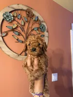 Daisy, CKC Registered , a female Poodle - Miniature  for sale in Los Angeles, CA – 1 of 5