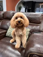 Yoshi, CKC Registered , a female Poodle - Miniature  for sale in Los Angeles, CA – 3 of 4