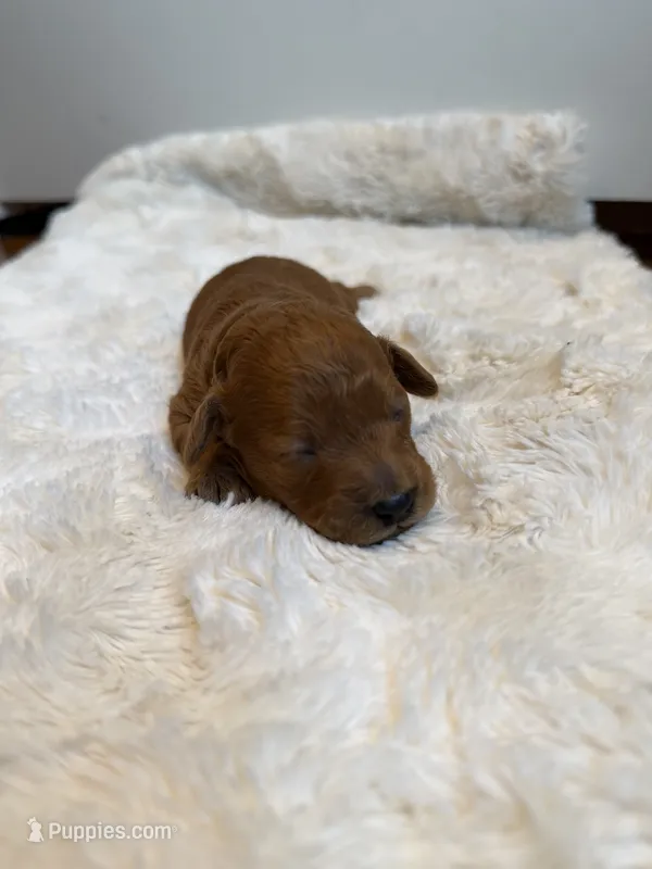 Yoshi, CKC Registered  – Poodle - Miniature  puppy for sale in Los Angeles, CA