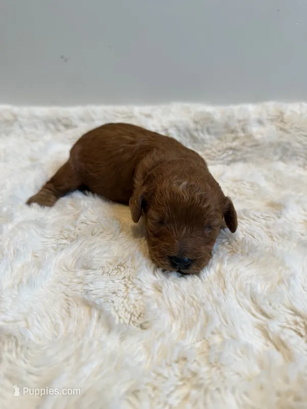 Daisy, CKC Registered  – Poodle - Miniature  puppy for sale in Los Angeles, CA