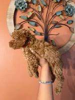 Robin, CKC Registered , a male Poodle - Miniature  for sale in Los Angeles, CA – 2 of 5