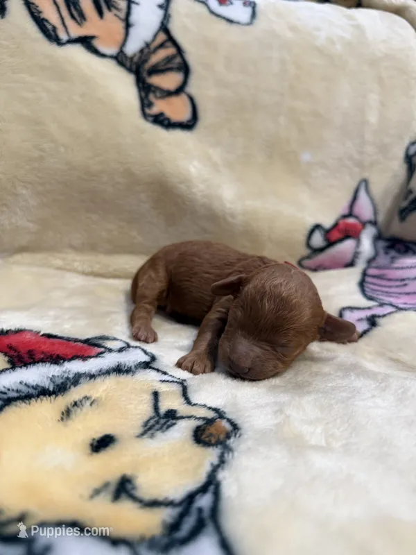 Mookie, CKC Registered  – Poodle - Miniature  puppy for sale in Los Angeles, CA