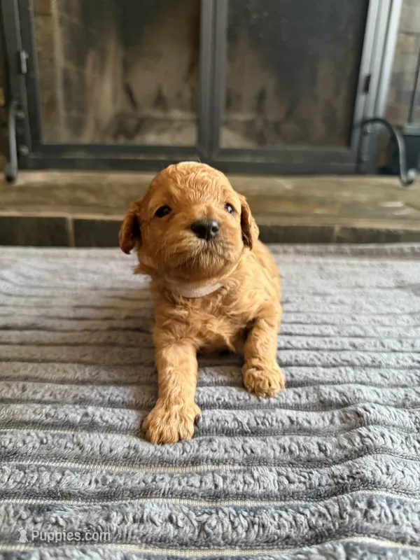 Snowflake, CKC Registered  – Poodle - Miniature  puppy for sale in Los Angeles, CA