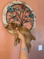 Snowflake, CKC Registered , a male Poodle - Miniature  for sale in Los Angeles, CA – 2 of 5