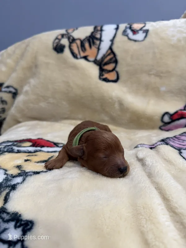 Yoshi, CKC Registered  – Poodle - Miniature  puppy for sale in Los Angeles, CA