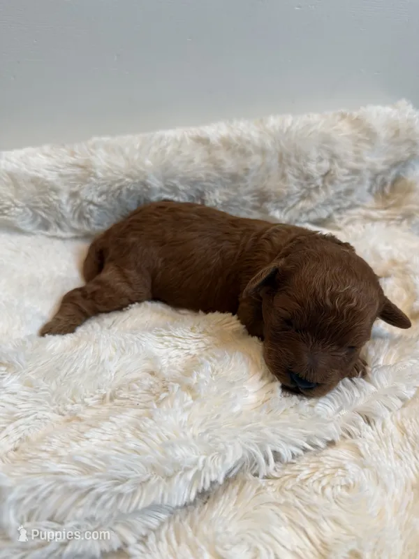 Mookie, CKC Registered  – Poodle - Miniature  puppy for sale in Los Angeles, CA