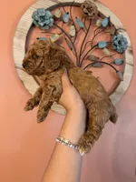 Mookie, CKC Registered , a male Poodle - Miniature  for sale in Los Angeles, CA – 2 of 5