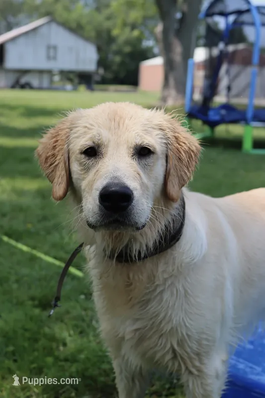 Banks – Golden Retriever puppy for sale in Valparaiso, IN