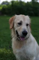 Banks, a male Golden Retriever for sale in Valparaiso, IN – 4 of 6