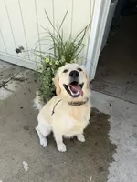 Banks, a male Golden Retriever for sale in Valparaiso, IN – 5 of 6