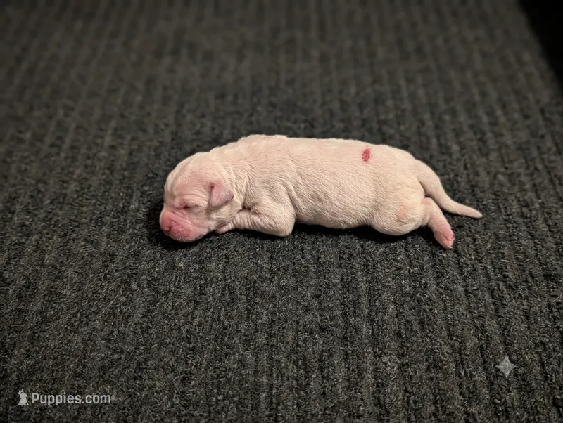 Golden Retriever – English Cream Golden Retriever puppy for sale in Chesterton, IN