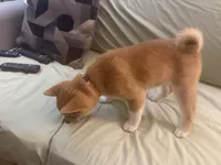 You Name-AKC, a male Shiba Inu for sale in Boswell, IN – 3 of 5