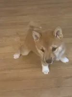 You Name- AKC, a male Shiba Inu for sale in Boswell, IN – 3 of 5