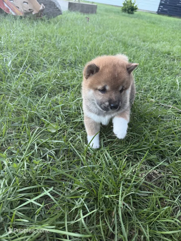 You Name-AKC – Shiba Inu puppy for sale in Boswell, IN