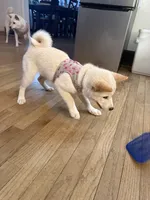 You Name-AKC, a female Shiba Inu for sale in Boswell, IN – 5 of 6