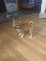 You Name- AKC, a male Shiba Inu for sale in Boswell, IN – 5 of 5