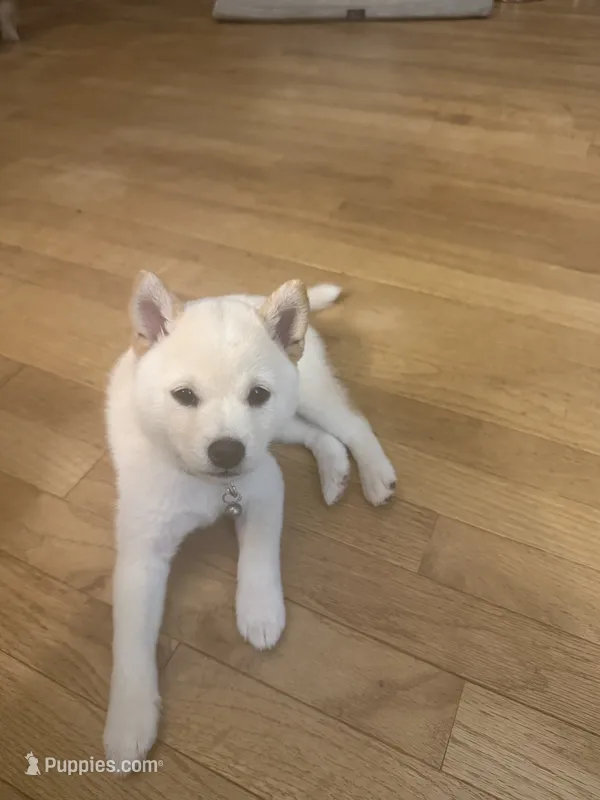 You Name-AKC – Shiba Inu puppy for sale in Boswell, IN