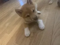 You Name-AKC, a male Shiba Inu for sale in Boswell, IN – 4 of 5