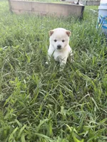 You Name-AKC, a female Shiba Inu for sale in Boswell, IN – 1 of 1