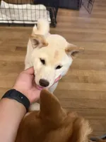 You Name-AKC, a female Shiba Inu for sale in Boswell, IN – 4 of 6