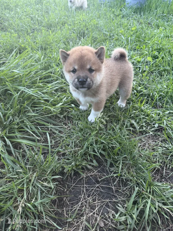 You Name-AKC – Shiba Inu puppy for sale in Boswell, IN