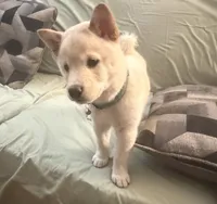 You Name-AKC, a female Shiba Inu for sale in Boswell, IN – 1 of 6