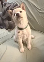 You Name-AKC, a female Shiba Inu for sale in Boswell, IN – 2 of 6