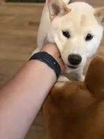 You Name-AKC, a female Shiba Inu for sale in Boswell, IN – 3 of 6