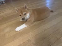 You Name-AKC, a male Shiba Inu for sale in Boswell, IN – 1 of 5