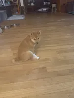 You Name- AKC, a male Shiba Inu for sale in Boswell, IN – 4 of 5