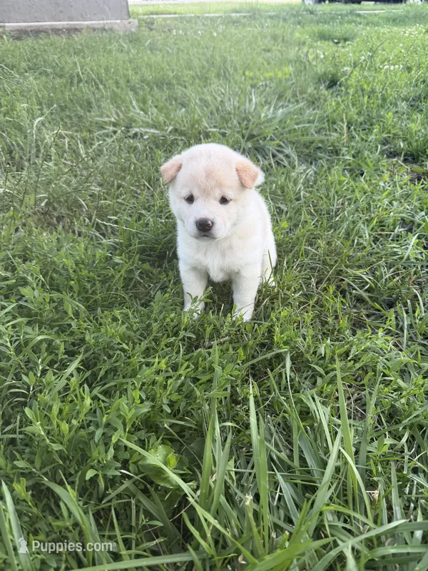 You Name-AKC – Shiba Inu puppy for sale in Boswell, IN