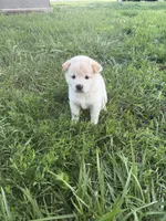 You Name-AKC, a female Shiba Inu for sale in Boswell, IN – 1 of 1
