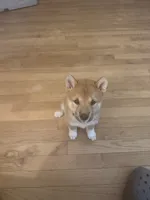You Name- AKC, a male Shiba Inu for sale in Boswell, IN – 2 of 5